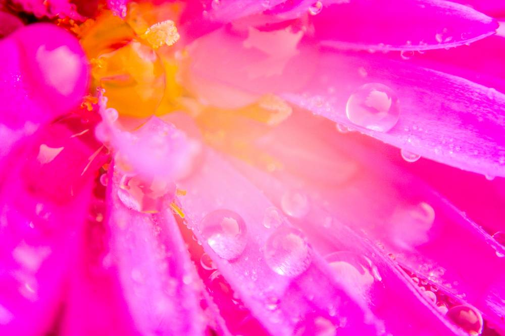 Macro